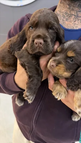 COCKER SPANIEL PARA ENTREGA EM DEZEMBRO