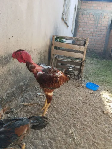Galo polaco gigante