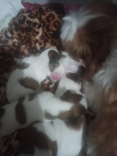 Shih- tzu