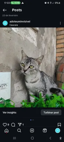 Gata fêmea pelagem American Shorthair para adoção RESPONSÁVEL.