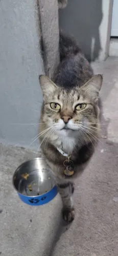 Doação de gata castrada 