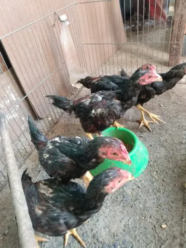 Franguinhos de Raça 