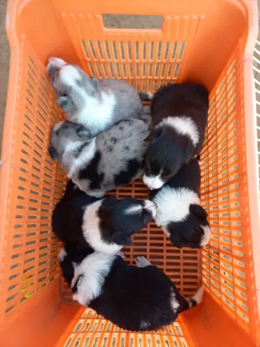 Filhotes de border collie
