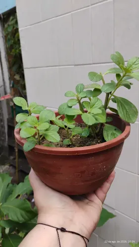 boldinho, boldo miúdo, Plectranthus ornatus. orgânica
