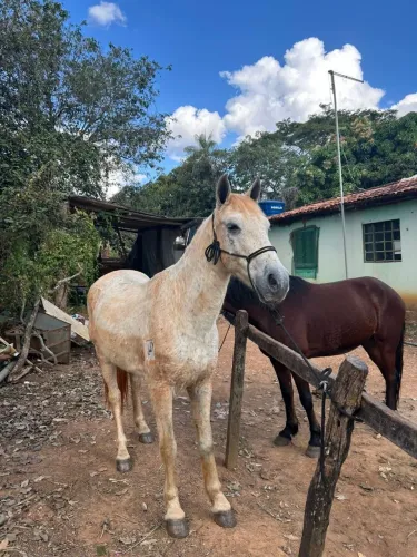 Cavalo  marchador manso de confiança pronto para qualquer cavaleiro marcha batida e