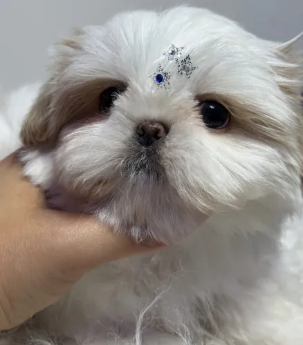 Shihtzu baby face branco areia macho top
