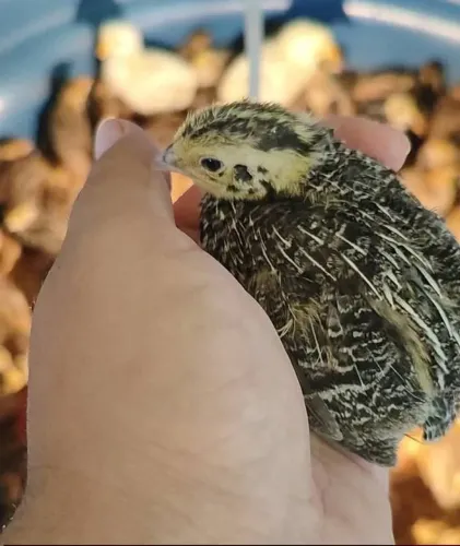 Tenho codorna gigante e japonesa.