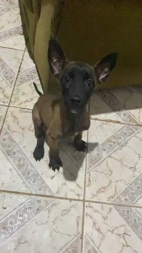 Vende-se filhote de Cachorro Pastor Belga de Malenoar 