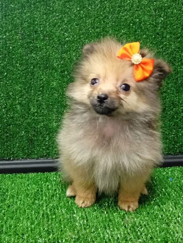 Spitz fêmea 41dias