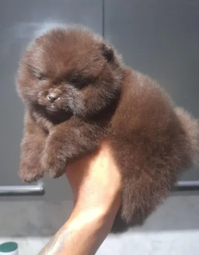 Lulu da pomerania 