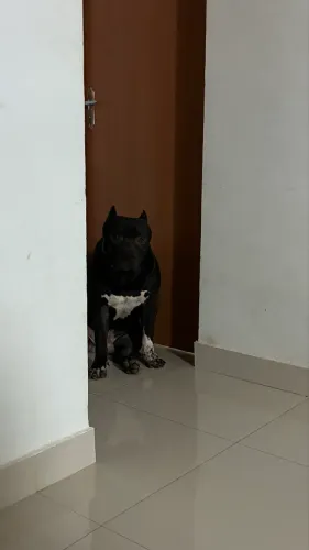 PIT MONSTER DISPONÍVEL 