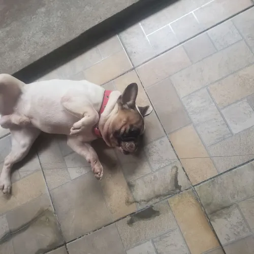 Cachorro Buldogue francês 
