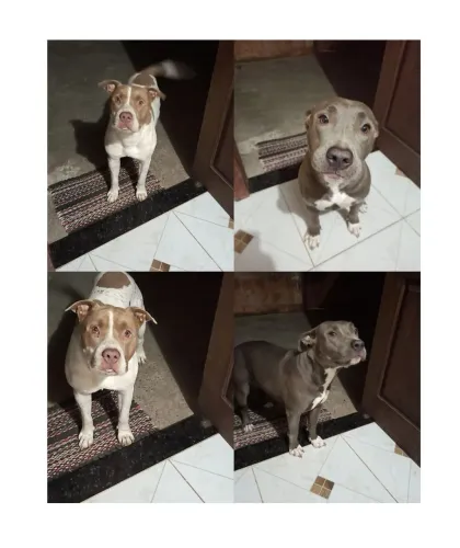 Doasse um filhote de pitbul 