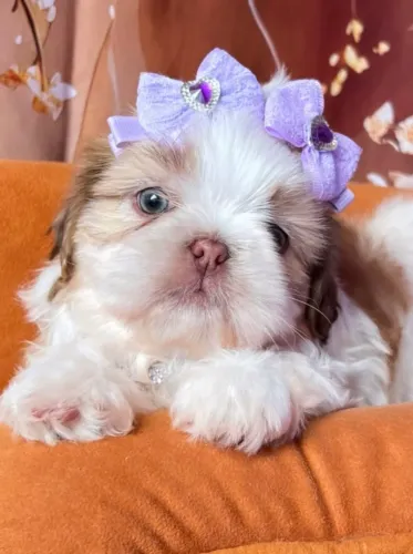 Filhote de shih tzu