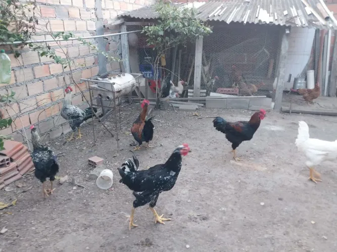 FRANGOS GSB