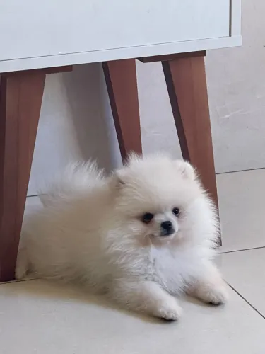 Lulu da Pomerania (casal)