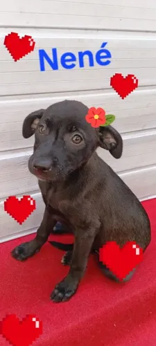 Doação de cachorras