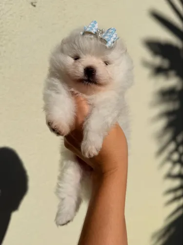 Spitz alemão fêmea branca 