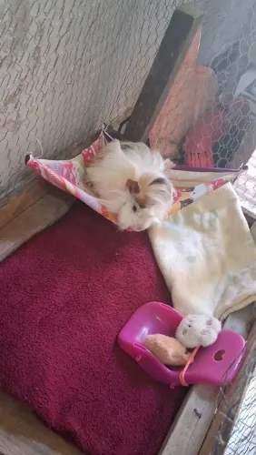 Porquinho da india shelsie