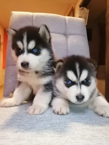 Husky Siberiano,Husky Siberiano Filhote Amoroso com Beleza Marcante e Energia