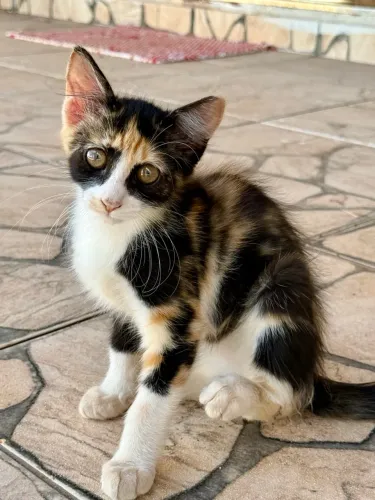 Adoção Responsável ! Gatinha - filhote