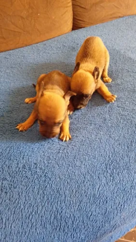 Filhotes de Pinscher n0 apenas 1 casal agora 