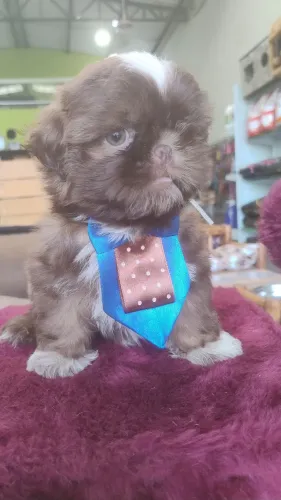 Filhote de Shih tzu macho