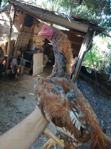 Frangos índio