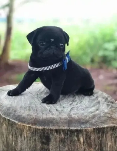 Filhotes de Pug | Amigo para todas as fases.