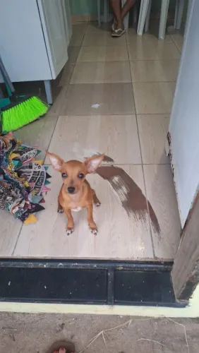 Vendo um cachorro pinscher número 1