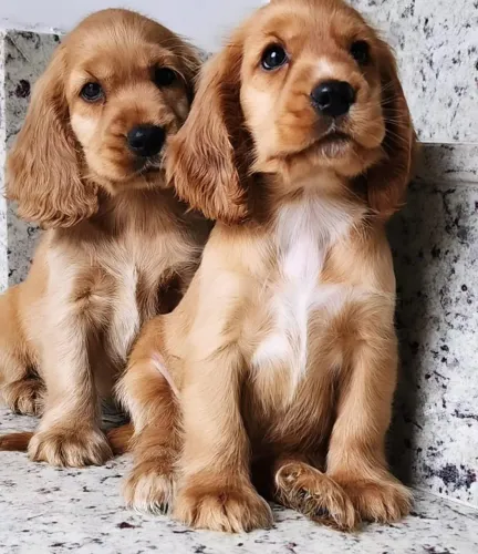 Lindos Filhotes de Cocker Com Pedigree!!