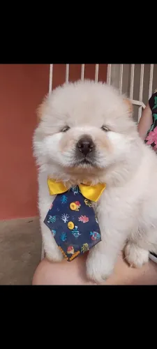 Filhote Chow Chow pronta entrega disponível 
