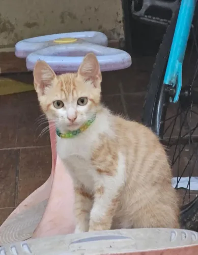 Doação de gato macho 