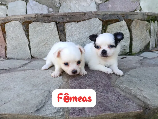 Chihuahua pelo longo disponíveis