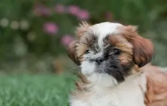 Shih Tzu Um pet especial para uma família cheia de amor