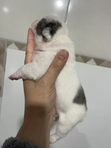 Belíssima fêmea exótica de Bulldog Francês