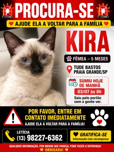 PROCURA-SE GATA