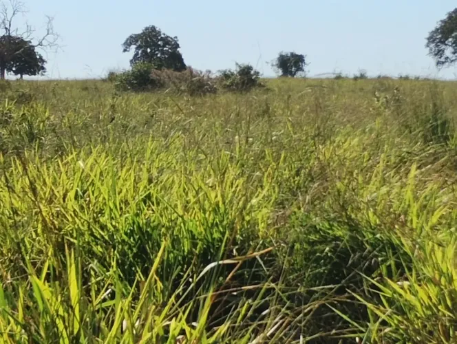 Arrendamento de Pasto a 70 km de Campo Grande