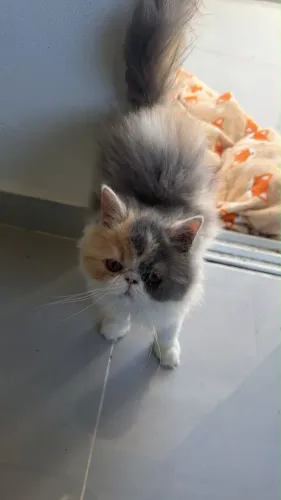 Gata persa tricolor 4 meses já com todas vacinas
