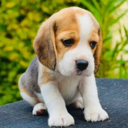 Filhotes de Beagle Disponível