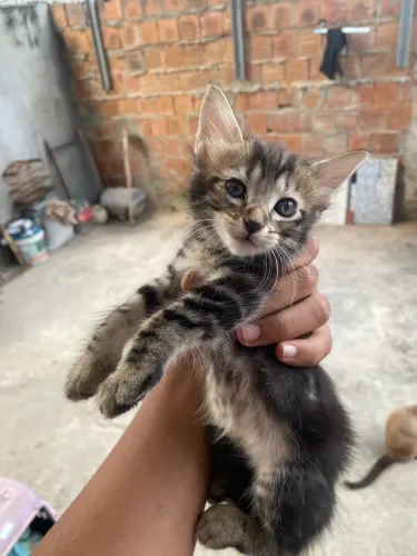 Gatinhos Para Doar