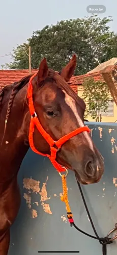 cabresto laranja com regulagem 