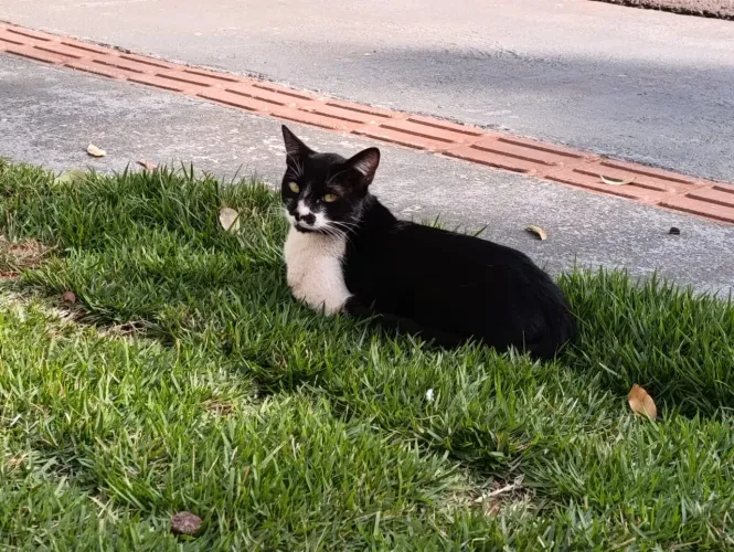 Gatinho frajola 10 meses de idade para doação responsável