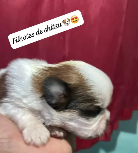 Filhotes de shitzu macho e fêmea ótimo preço ?