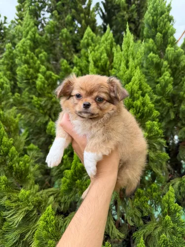 Chihuahua pelo lindo machos com pedigree CBKC