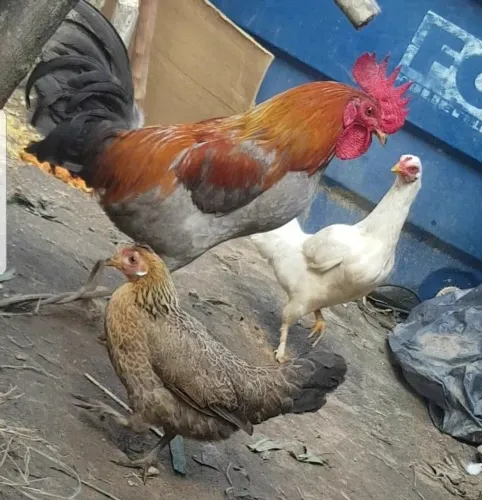 4 garnize pra vende top