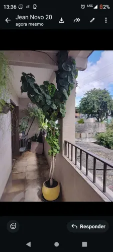 Figueira folha de coração ( Concha d'Oxum)