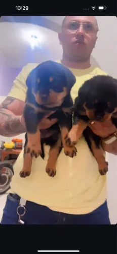 Rottweiler com pedigree 