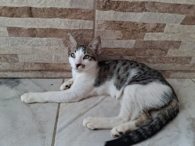 Doa-se felino