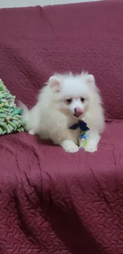 Lindo filhote de Lulu  com pedigree CBKC  -   06  meses 